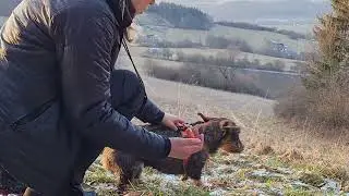 Privolanie s Jazvečíkom | Recall with Dachshund