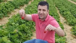 Almanya'da tarladan çilek topladık // Hof Schulze Blasum