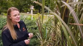 Oklahoma Gardening Episode #4718 (10/31/20)