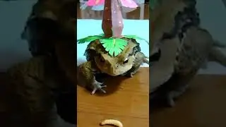 Real Life Pokemon Battle!!! #Shorts