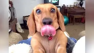 Super FUNNY and CUTE DOGS will make you LAUGH!