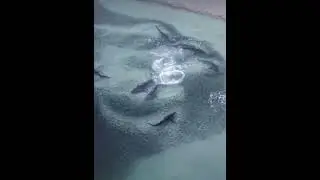 Sharks at Tallows Beach Byron Bay feeding on pilchards aka Australian sardines