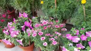 AIIMS winter flowers || AIIMS Delhi