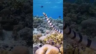 The world's most venomous sea snake - Belcher's sea snake delivers a fatal bite