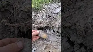 Another Fantastic Mazon Creek Illinois Fossil Nodule - 300 MILLION years old !