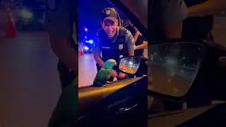 Papagaio faz brincadeira que deixa pol&iacute;cia morrendo de rir #humor #comedia