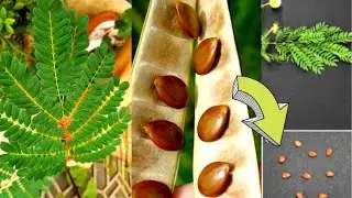 Как сохранить семена (Fabaceae) Leucaena leucocephala | Дерево сирис, женский язык, восточно-индийский орех