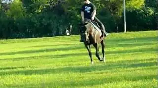 For Sale - Nautica - Safe & Quiet Kid's Horse