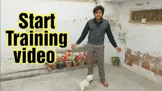 Labrador Puppy Learing And Performing Training Video #Dogs