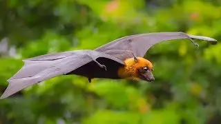 Virus Hunter  Monitoring Nipah Virus in Bat Populations - Bangladesh