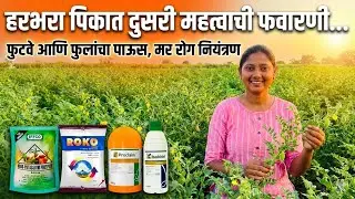 💥 चणा / हरभरा पिकात दुसरी महत्वाची फवारणी | Harbhara pikat dusri mahtvachi favarni 🌿✌️