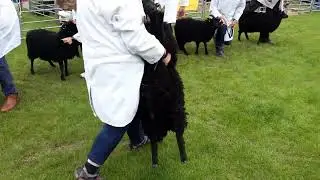 Hebridean sheep squalling