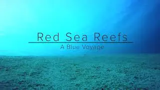 A Blue Voyage - Award Winning Short Film [HD]