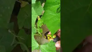 Sweet fruit _ peeling mangosteens #fruiting #tropicalfruit #satisfying #fruit #jackfruit #watermelon