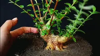PROGRAM LANJUTAN PEMBENTUKAN GERAK DASAR (SANCANG/PREMNA MICROPHYLLA)