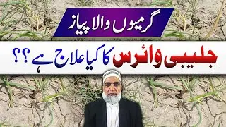 How to control Jlebi Virus of Onion || Crop Reformer