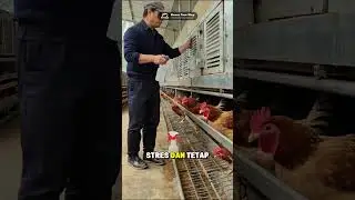 Kegiatan Rutin Peternak Ayam Petelur Dari Pagi Hingga Sore Hari.