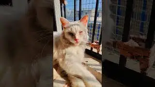 हैं मुझसे कोई स्मार्ट #cat #shorts #youtubeshorts #treading #catlovers
