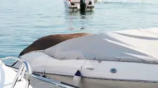 Berserk -- Walrus Freya ripping off boat seats - морж