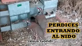 PERDICES entrando a su NIDO
