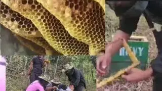 NHBM  🐝 Thsotokur kiumulunlu group #Amongjanzvlog