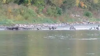 Gooses playing in river, have fun and take off, goose sounds | NatureXplorer