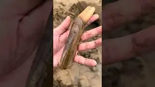 Old Man Finds Snake in Sand Hole #shortsvideo