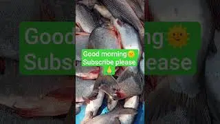 Fish Happy sanday guys#hindi or assamese#shortyoutubevideo