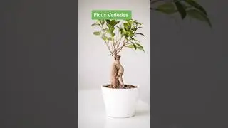 Popular Indoor Ficus Trees #houseplants #easycareplants #indoorplants