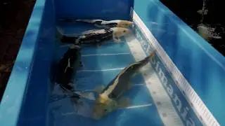 Koi m&aacute;nia, nagy m&eacute;retű import Koi - import, 40-45-50 cm