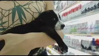 #resgatado #rj #adote #adocao #pet #caes #filhotinho #filhot #pequeno #bich #cachorr 21 97368-6961
