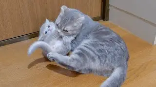 Это котенок, который поздно ложился спать и наконец был пойман матерью-кошкой.