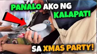1ST TIME KONG MANALO NG MAHAL NA KALAPATI ! 