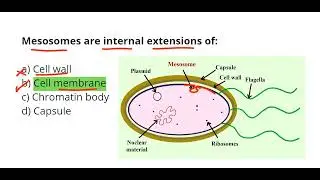 Mesosomes in bacteria