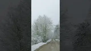 Snow-Covered Forest Walk and Drive | Winter Wonderland Vibes ❄️