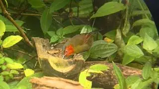 Red-faced Liocichla