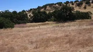 Goblin 420 RAW - RotorFlight 2 0702