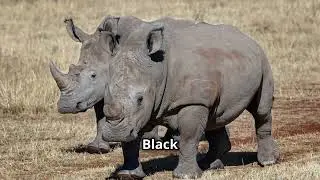 Longest vs Shortest Animal Pregnancies: A Fascinating Comparison!