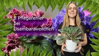 8 Pflegefehler bei Usambaraveilchen