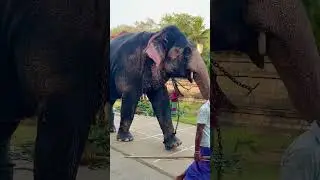First Night of Kumbal Perahera &ndash; Elephants in Style! 🎉
