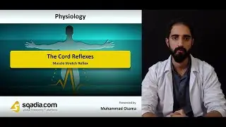 The Cord Reflexes | Muscle Stretch Reflex