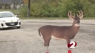Car-deer collisions