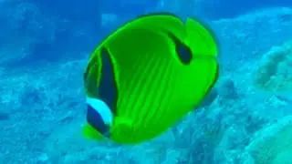Mesmerizing Raccoon Butterflyfishes Gliding Through Vibrant Rocky Reefs&mdash;Must See!