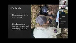 Could hunting over bait increase black bear population growth offsetting the intentions of harvest?