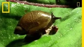 Настоящие зомби | National Geographic