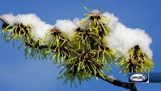 Grow it Green: Plant Spotlight - Witch Hazel Flowers in Winter, Which Witch Hazel is it?