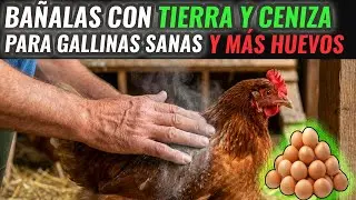 El truco de la CENIZA de madera: Elimina piojillos y parásitos de tus GALLINAS en segundos