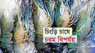 চিংড়ি চাষে চরম বিপর্যয় | Shatkhira | Shrimp | Fish | Agriculture | Dissaster | Business Report 2025