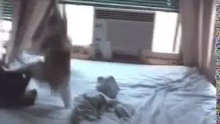 Don't fuck with cats.