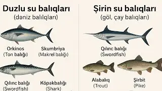 Duzlu və Şirin su balıqları